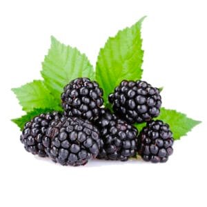 Faeper fekete pálinka címke